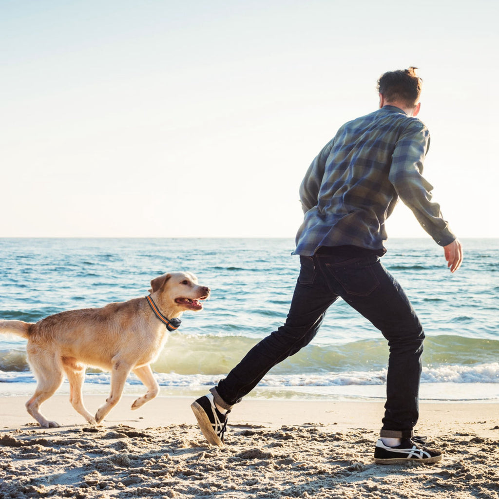 Smart GPS Dog Collar
